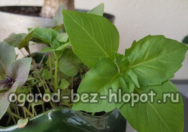 jonge basilicum planten