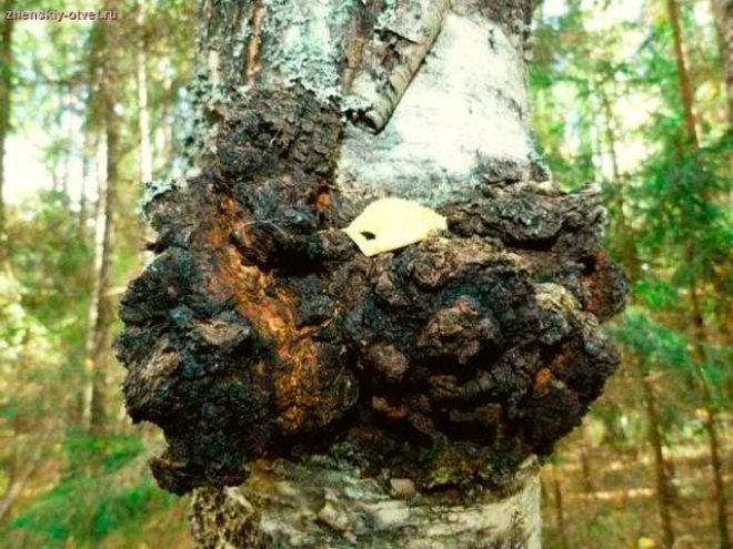 Chaga