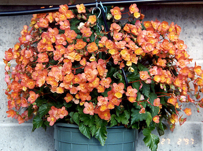 Ampel begonia
