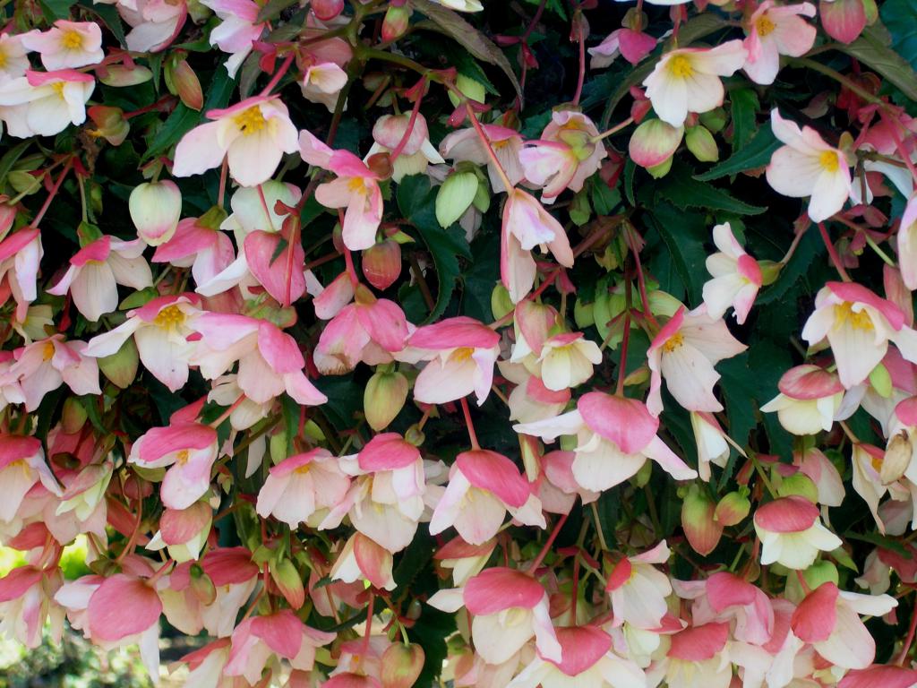 Ampel begonia