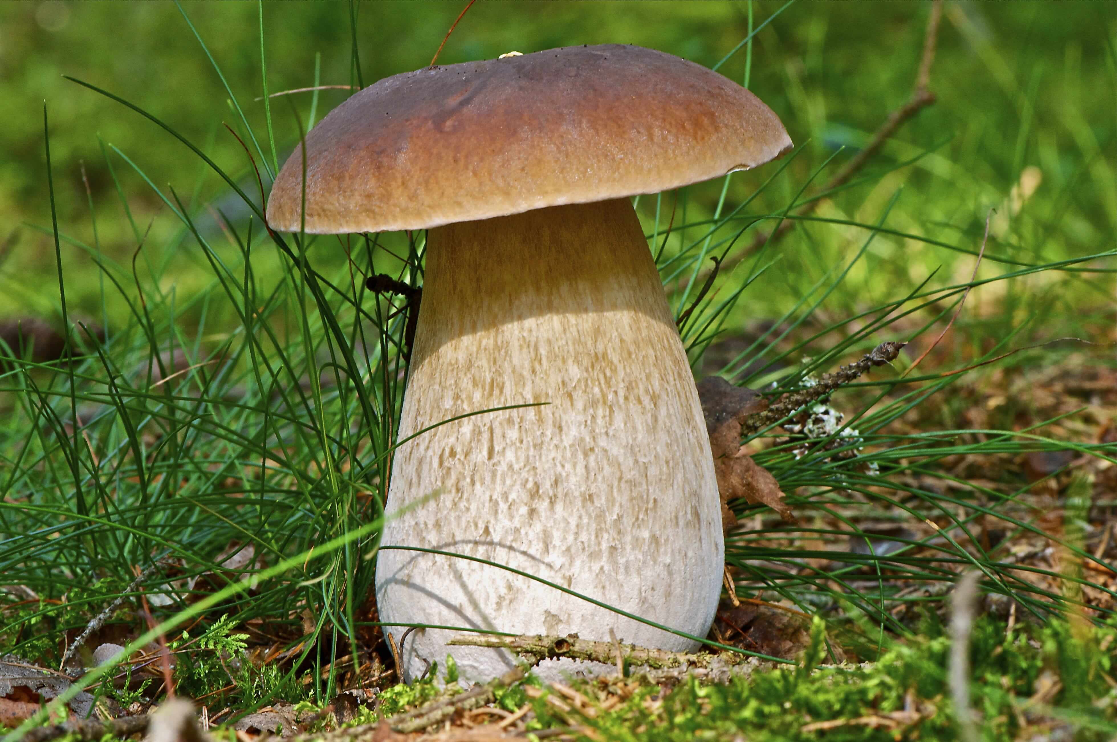 Cep