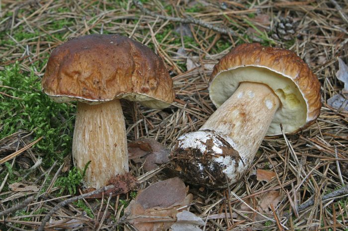 Cep