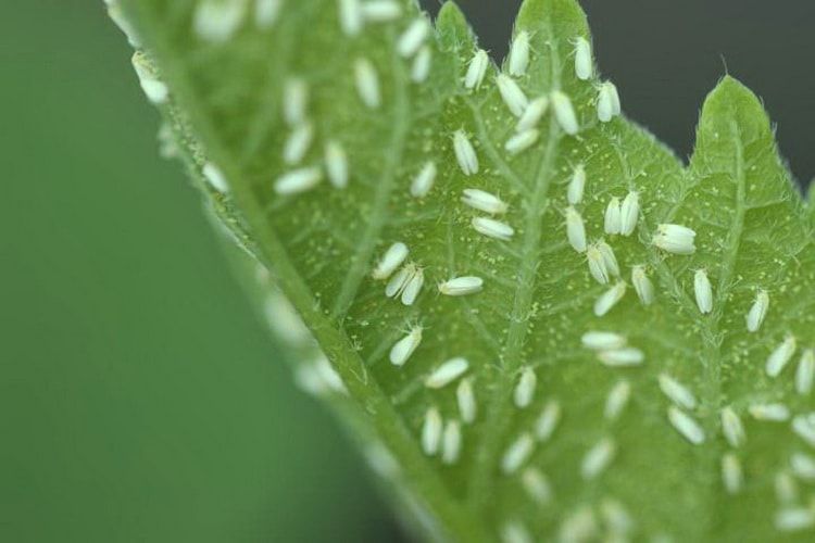 Whitefly