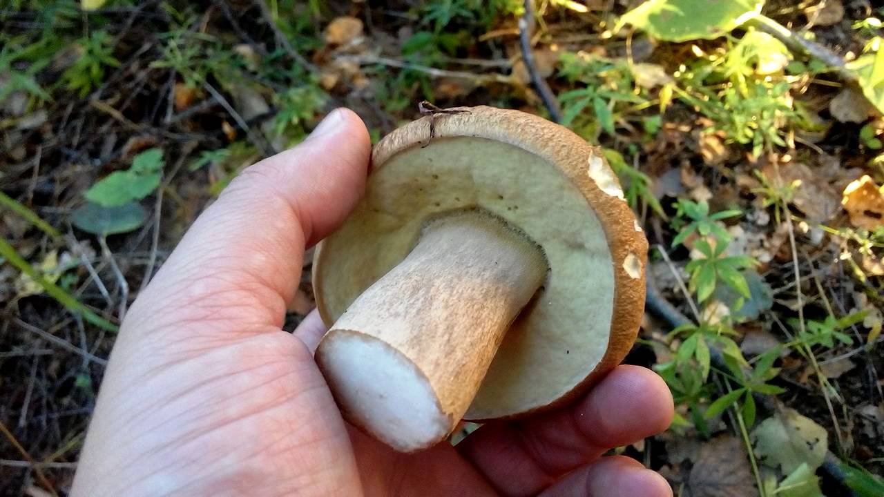 Cep