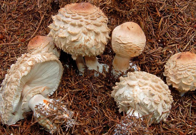 Nấm ô dù đỏ mặt