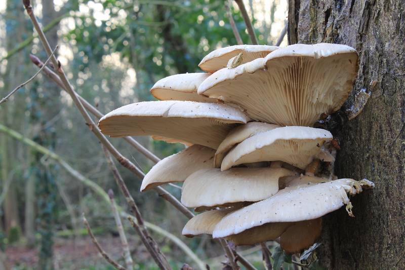 Oyster mushroom
