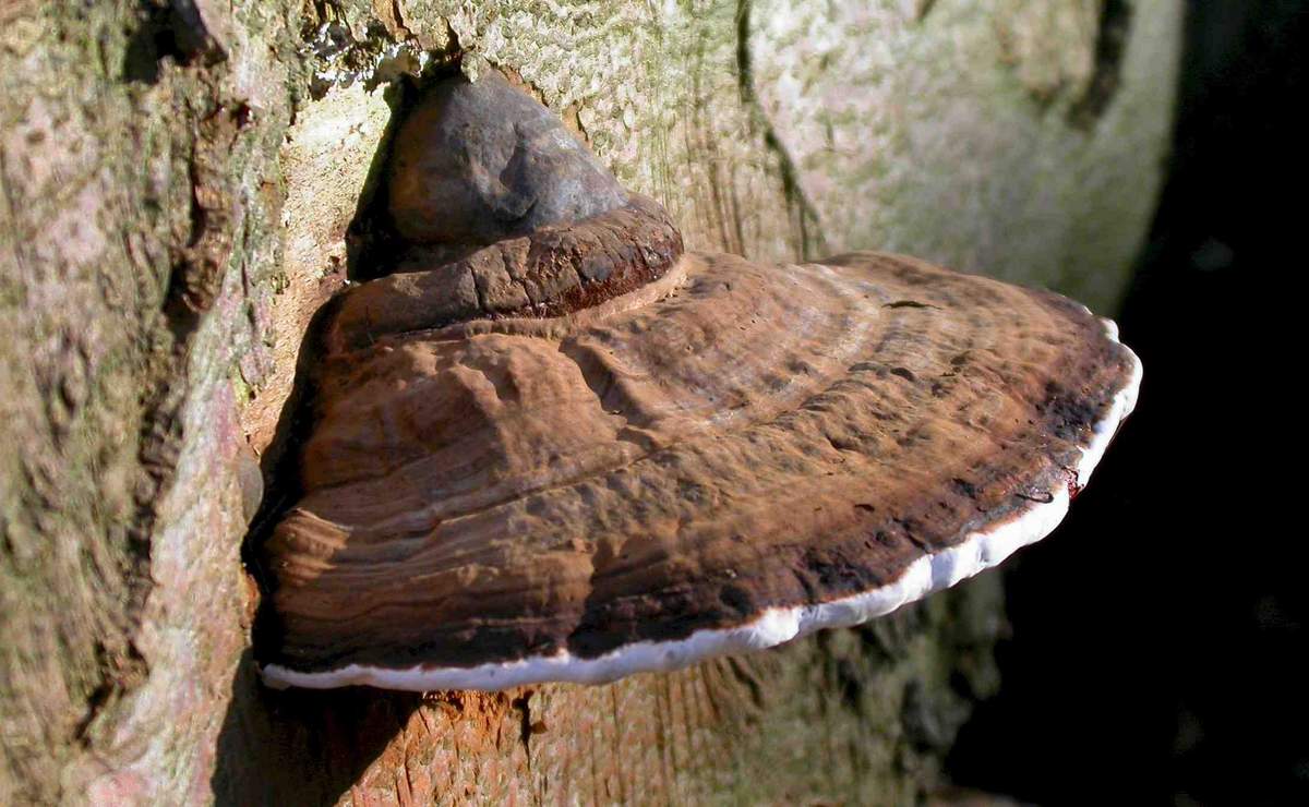 Ganoderma south