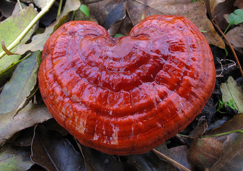 Reishi