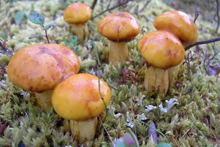 жълт манатарки