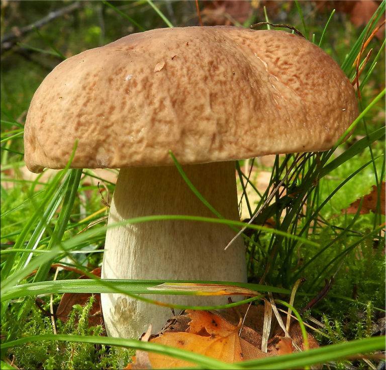Cep