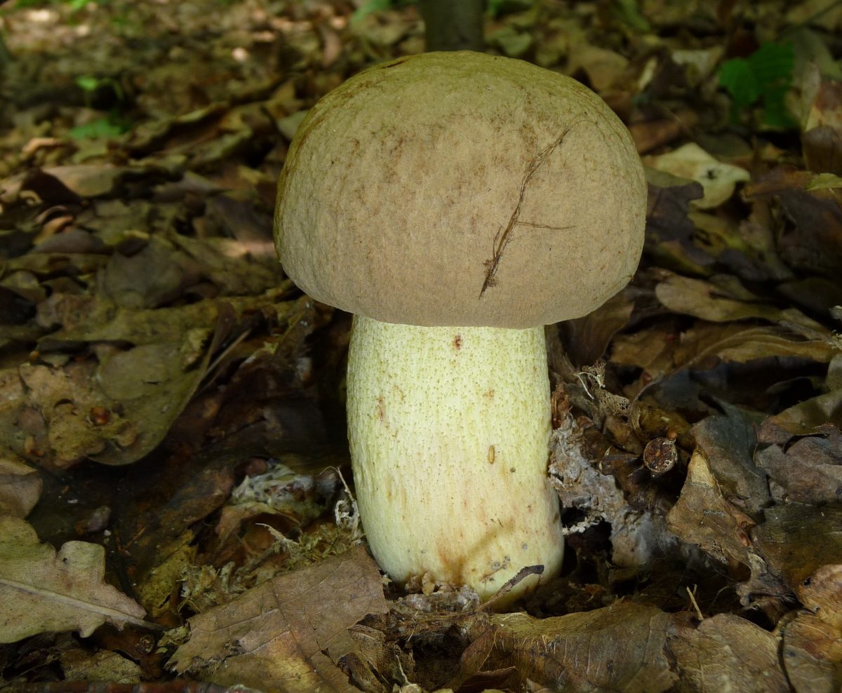 Pusiau baltas grybas