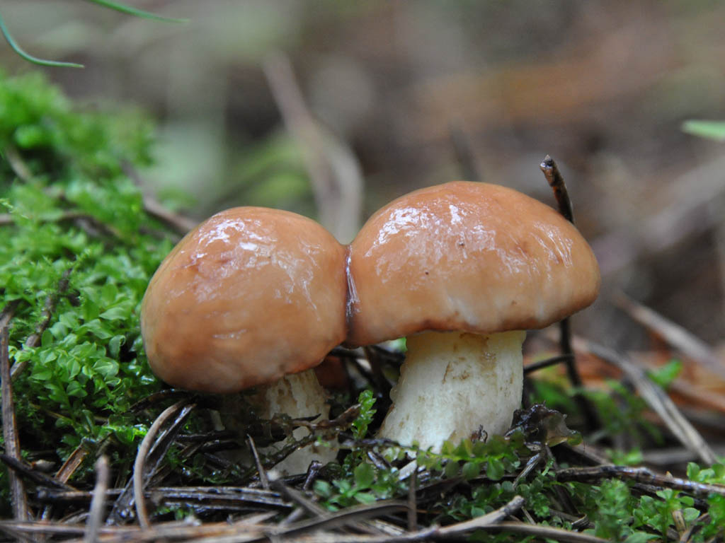 жълт манатарки