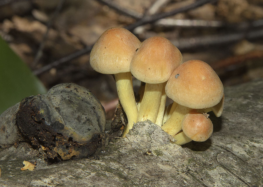 Меден агарен сяра жълт