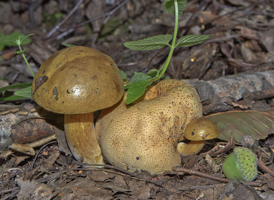 Паразитни маховици