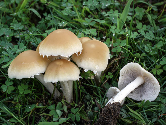 Водниста фалшива пяна