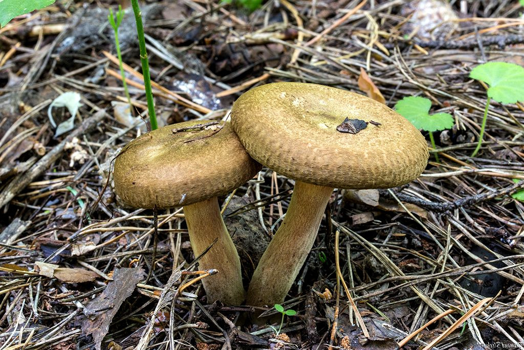 Тънка свиня