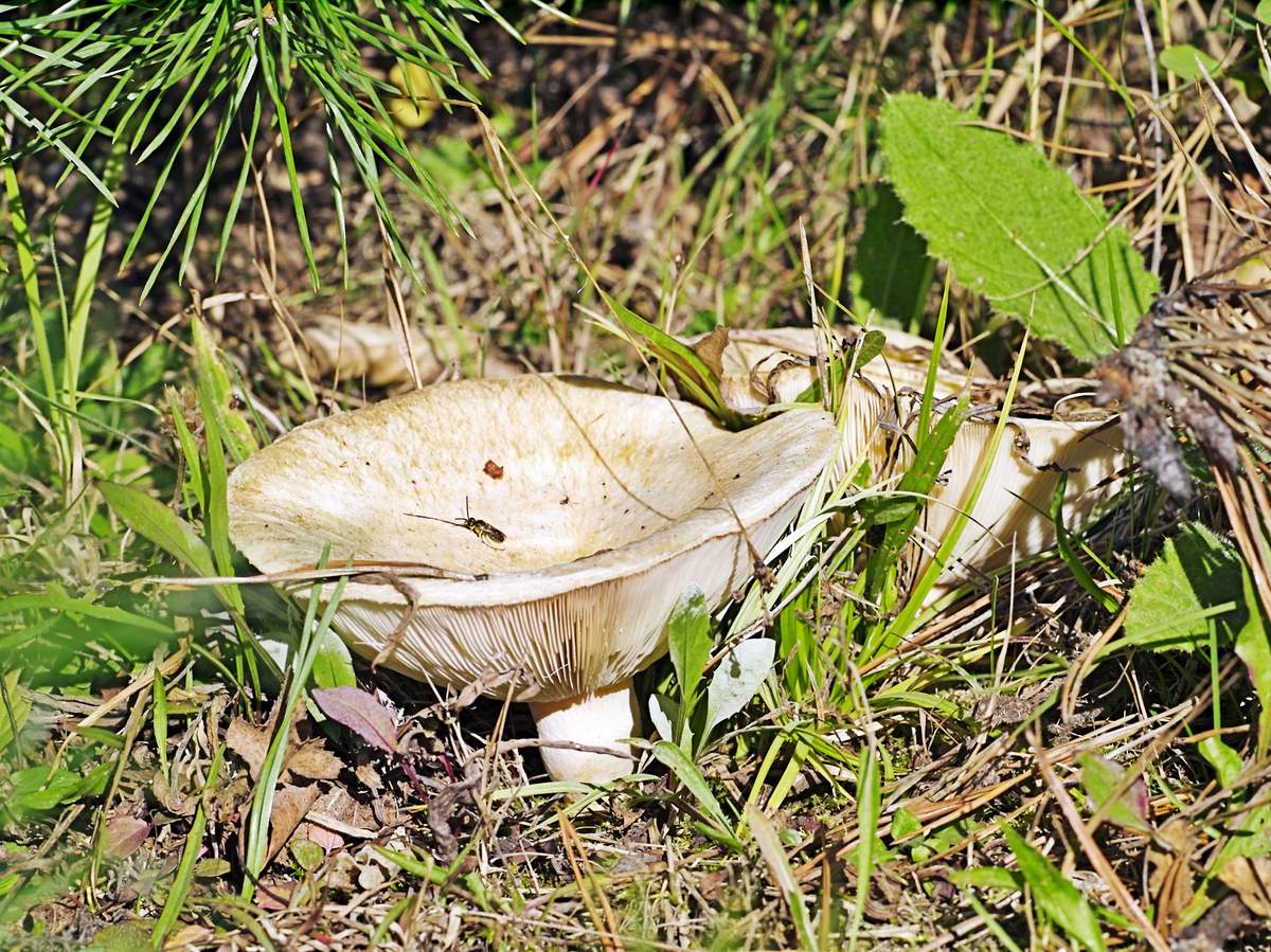 Lactifluus vellereus