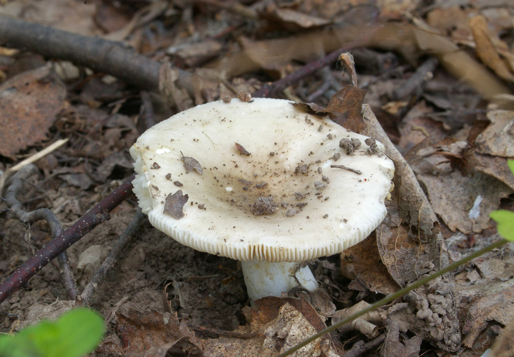 russula