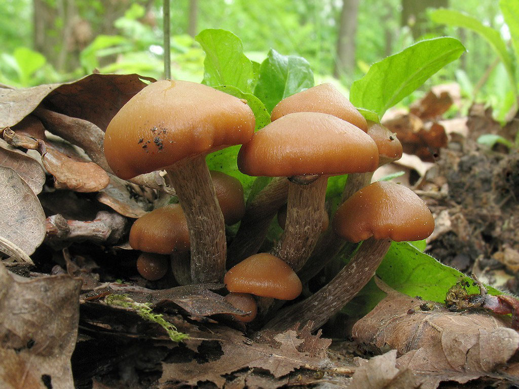 Galerina begrensd