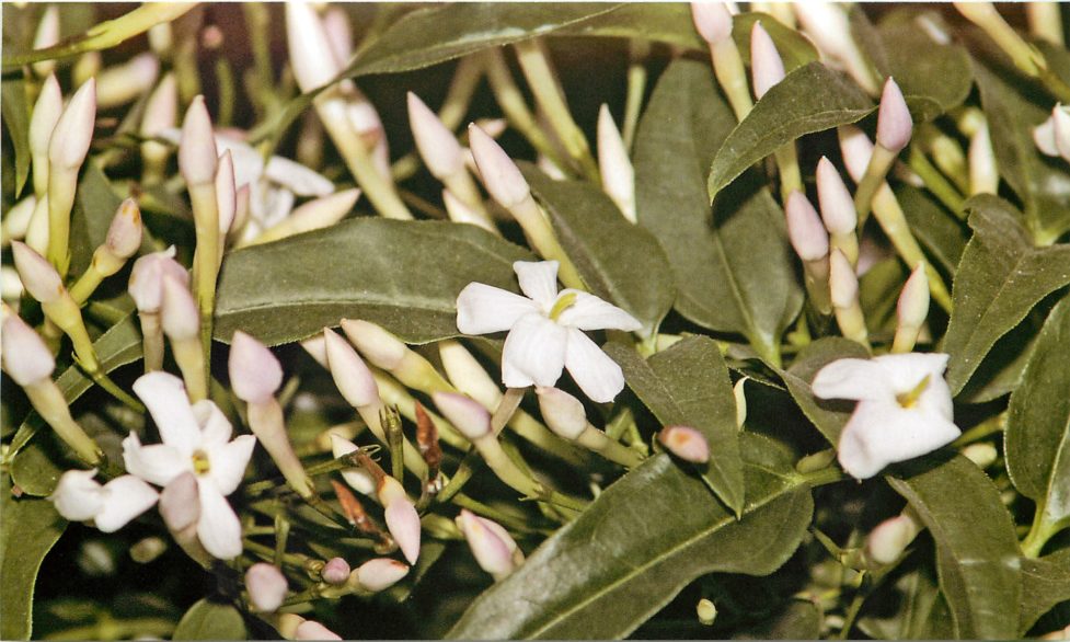 Жасмин мултифлора