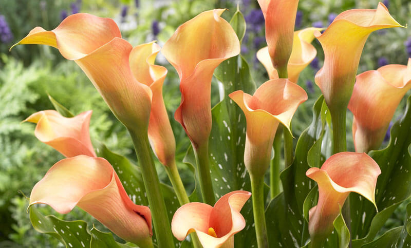 Кала Ремани