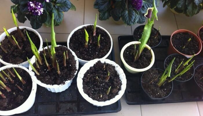 Базални процеси