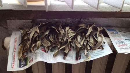 Изсушена кора