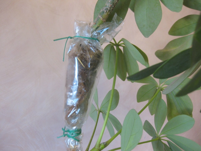 ריבוי על ידי שכבה