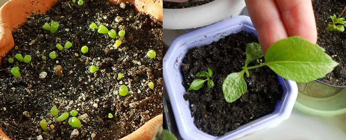 ריבוי זרעים