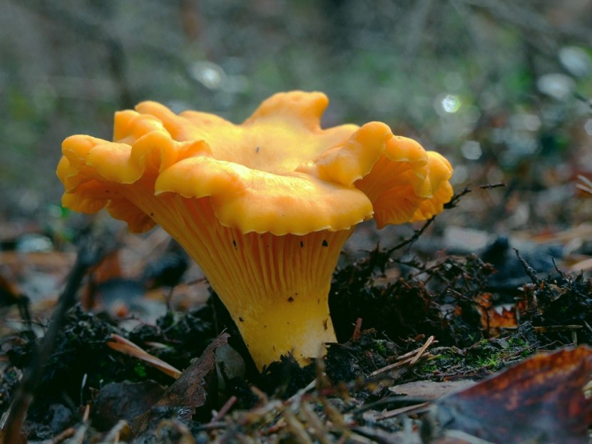 chanterelle