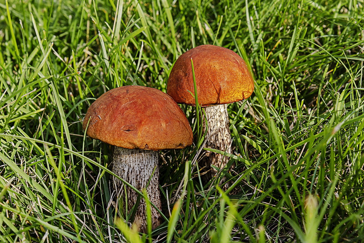 orange-cap boletus