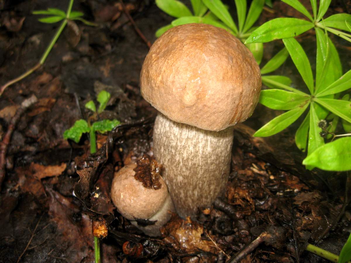 CEP