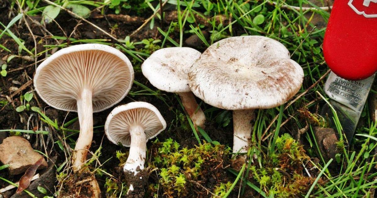 Гъби за разговори