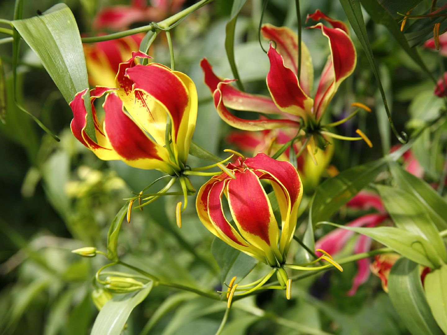 Gloriosa