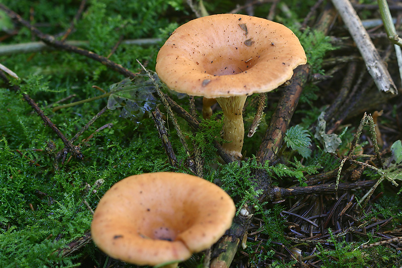 Người nói chuyện