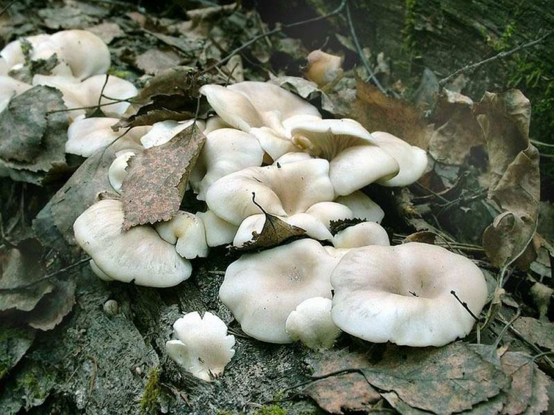 Oyster mushroom