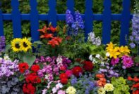 какви цветя да засадим преди зимата
