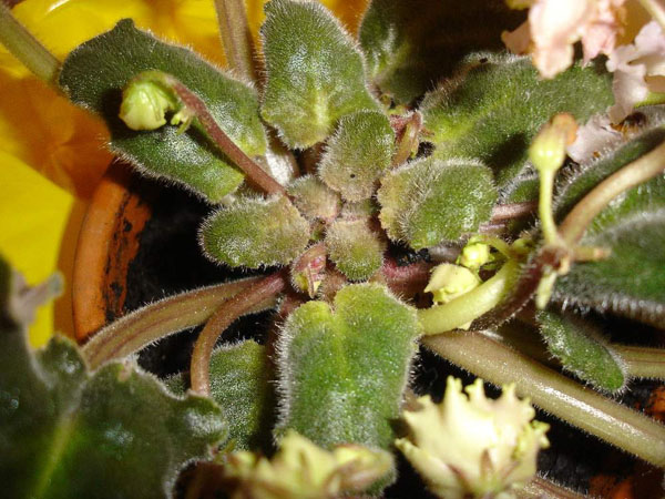 Цикламен кърлеж