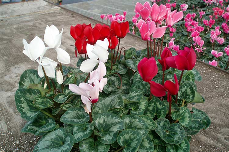 Персийски цикламени