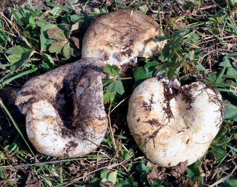 Планинска гъба