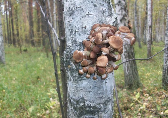 Гъби на бреза