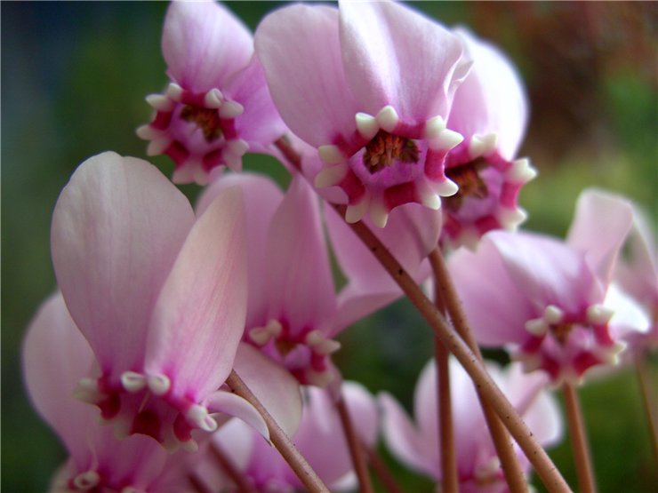 Европейски цикламени