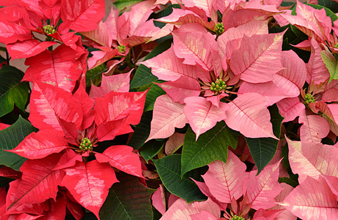 poinsettia