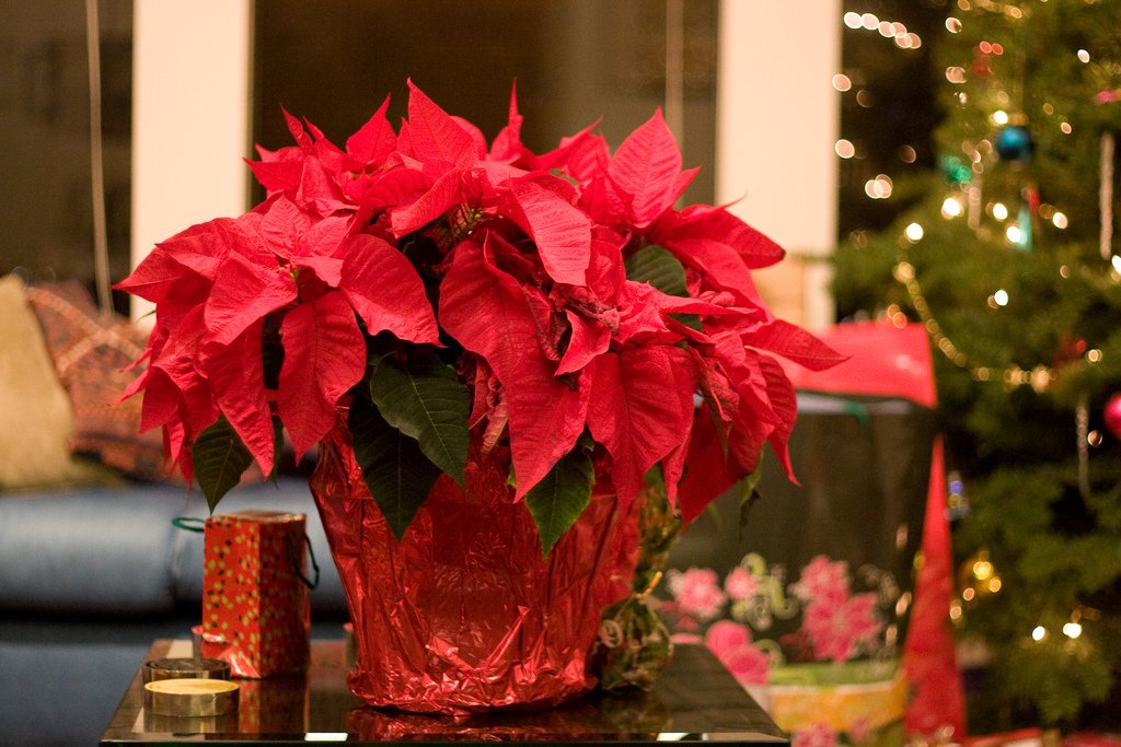 poinsettia