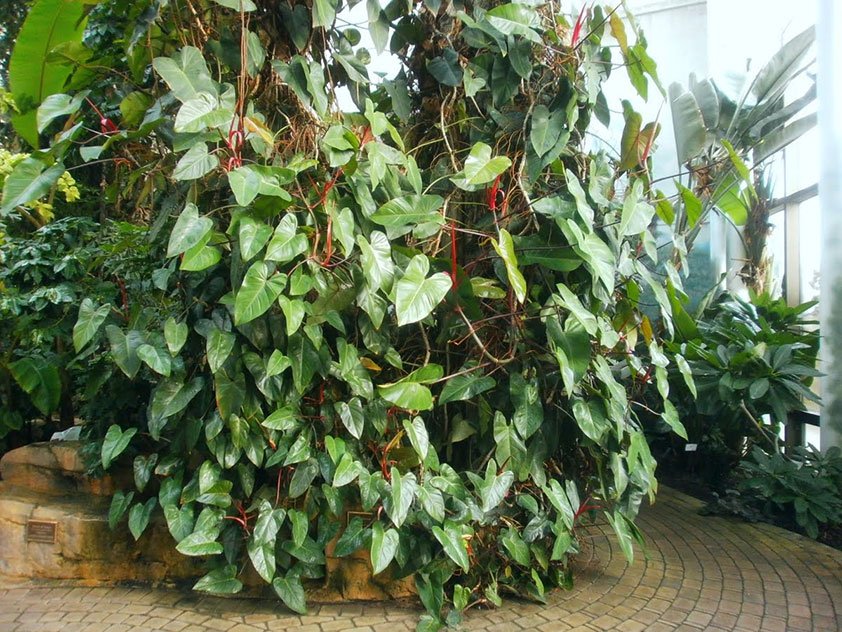Philodendron