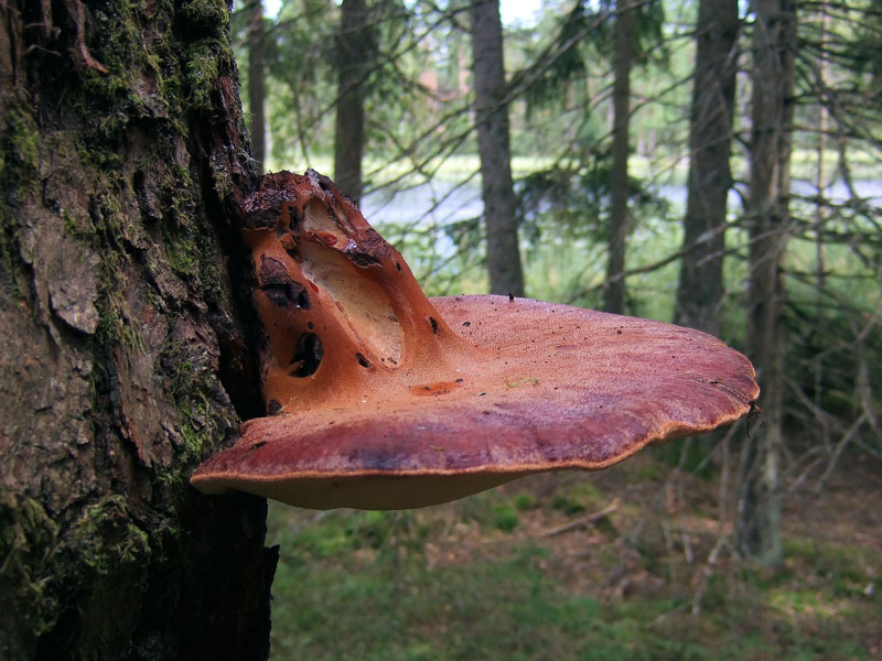 Чернодробни гъбички