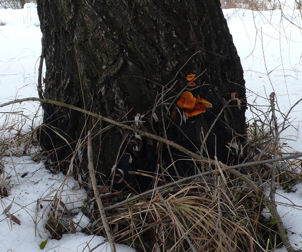 Žieminis austrių grybas