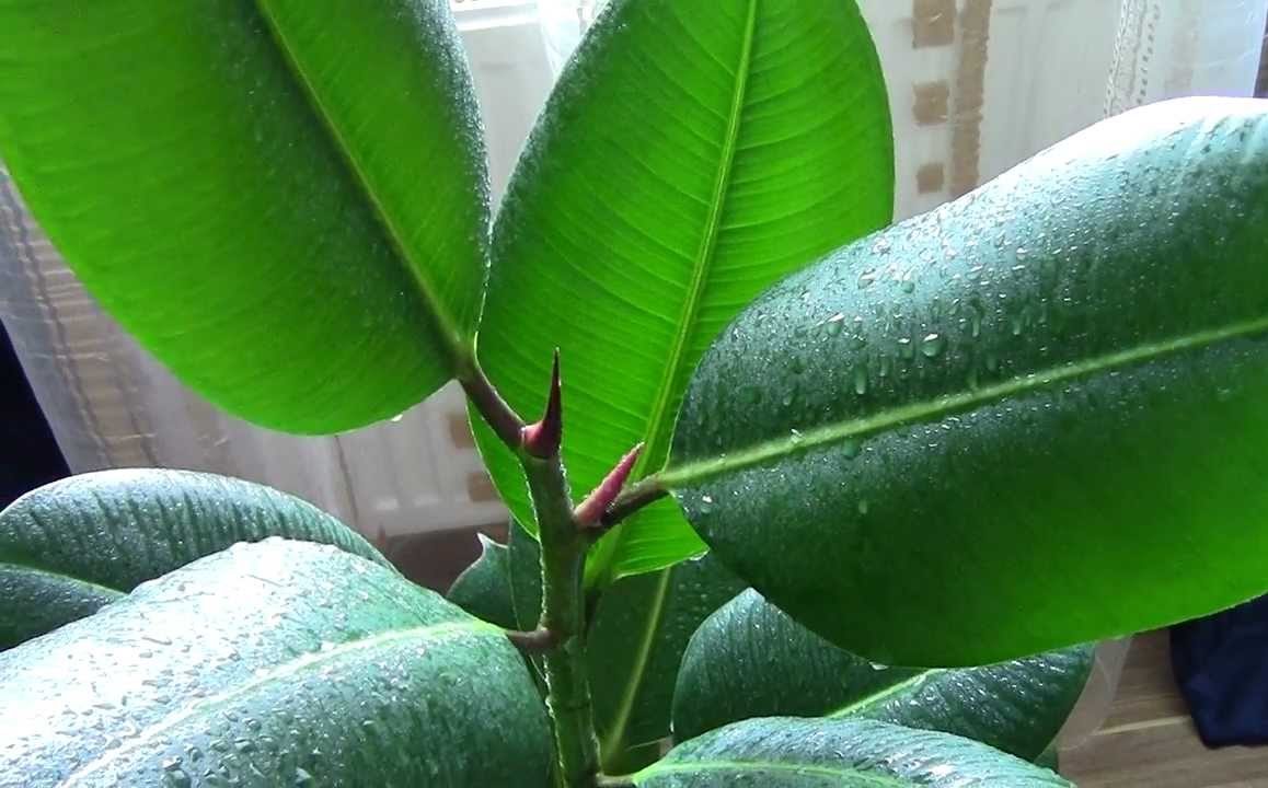 вид индийска смокиня