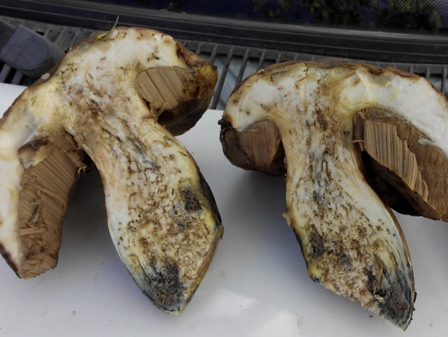 Червеи гъби