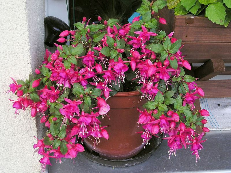 fuchsia